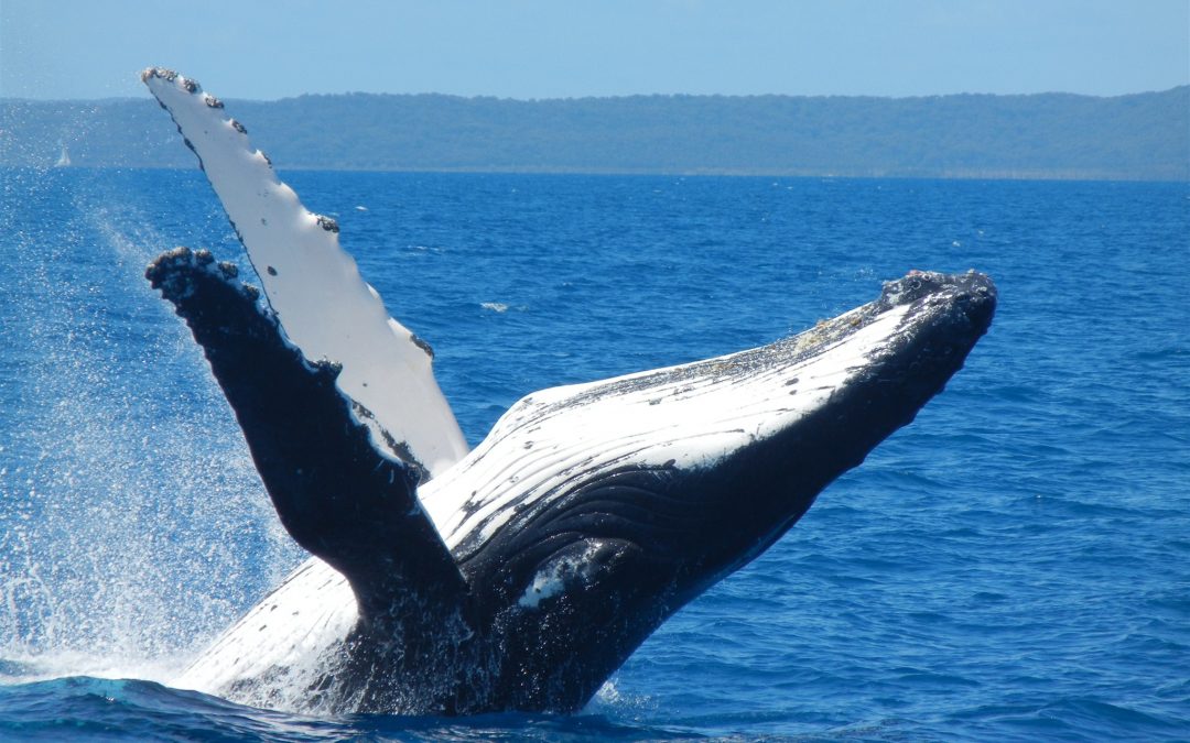 whale watching hervey bay